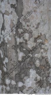 wood tree bark 0009